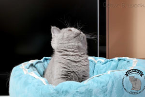 Britų Trumpaplaukiai - Dokumentuoti Britu Trumpaplaukiai Kačiukai Melyni Pilki Ir Lelijiniai