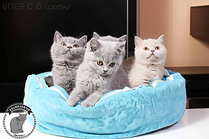 mėlyni kačiukai