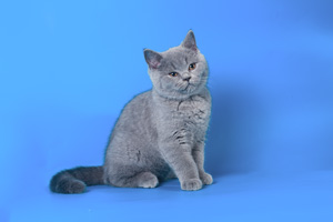 mėlynos katės