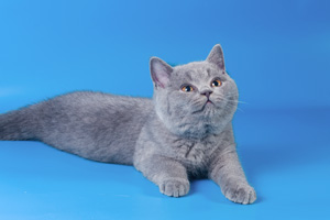 голубые  британские котята