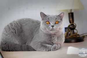 серый британский котенок