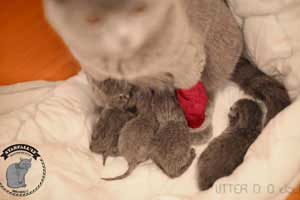 Kittens British Shorthair Born - 157