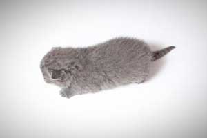 Kittens British Shorthair - 146