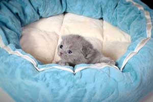 Kittens British Shorthair - 140