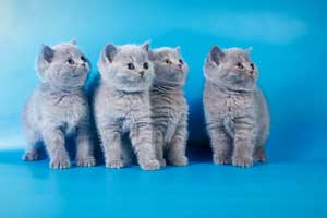 Kittens British Shorthair - 131