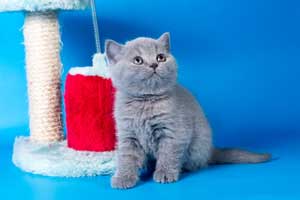 britų mėlynas katinas