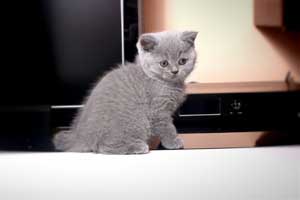 Kittens British Shorthair - 97