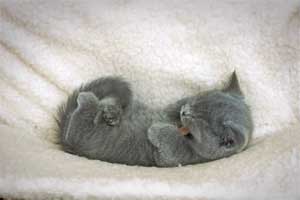 Kittens British Shorthair - 92