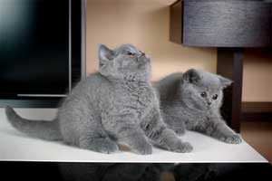 Kittens British Shorthair - 80