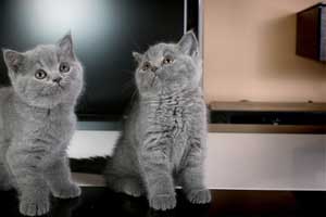 Kittens British Shorthair - 77