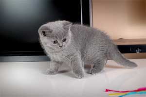 Kittens British Shorthair - 67