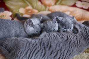 Британские Короткошерстные - Голубые Коты