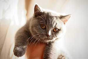 Kittens British Shorthair - 11