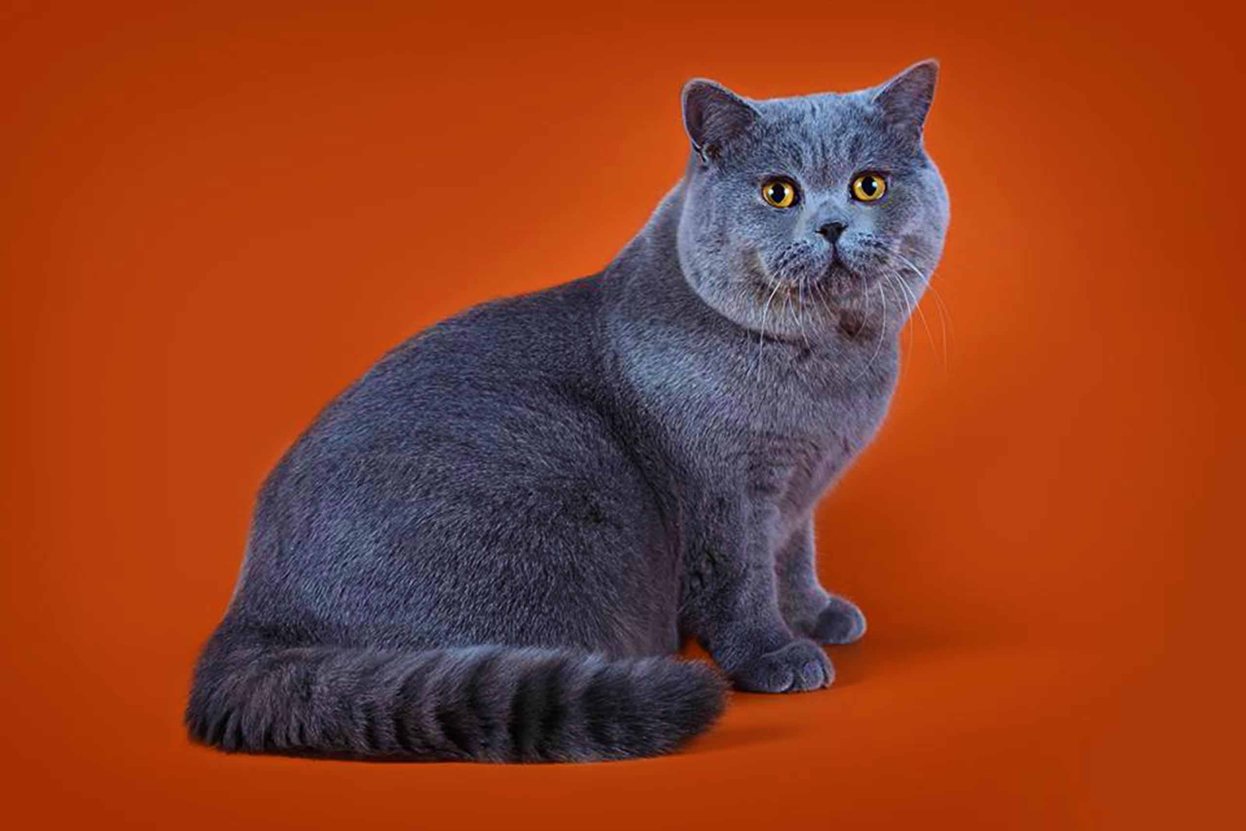 Фотографии кошки британской породы. Порода кошек британец. Британский короткошерстный кот. Британская короткошёрстная кошка. Британская короткошёрстная кошка голубая.