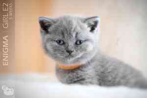 Video  British Shorthair  Kitten - ERIDAN