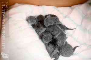 Kittens Newborn British Shorthair - 87