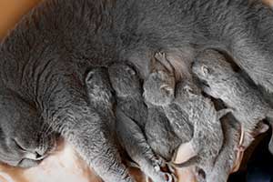 Kittens Newborn British Shorthair - 86