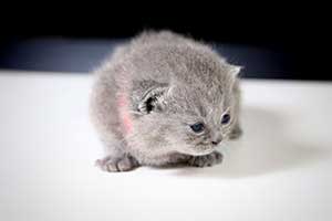 Kittens British Shorthair - 79