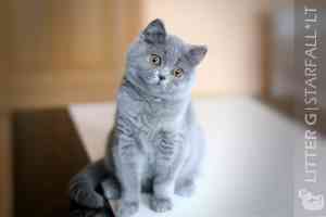Video  British Shorthair  Kitten - GAMMA RAY
