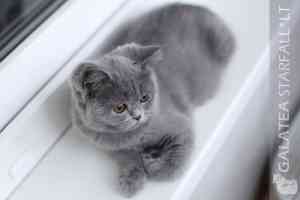Video  British Shorthair  Kitten - GALATEA