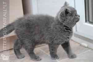 Video  British Shorthair  Kitten - GLIESE