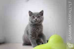 Video  British Shorthair  Kitten - GAMMA RAY