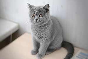 Kittens British Grey Kitty - 28