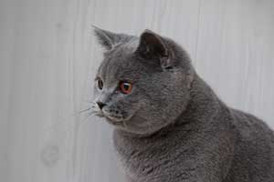 britų mėlynas katinas