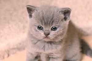 Британские Короткошерстные - Лиловые Коты