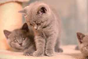 Kittens Cute Looking Small Kitty - 6