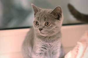 лиловый британский котенок