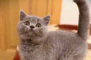 Video  British Shorthair  Kitten - 1