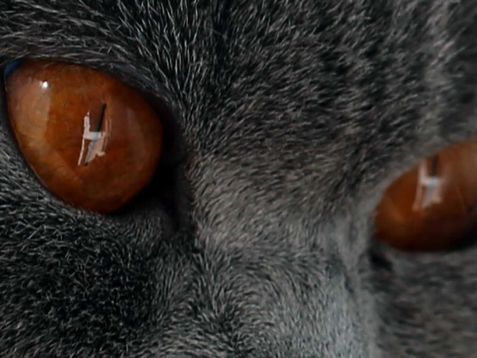 В питомнике голубая кошка с отличными глазами