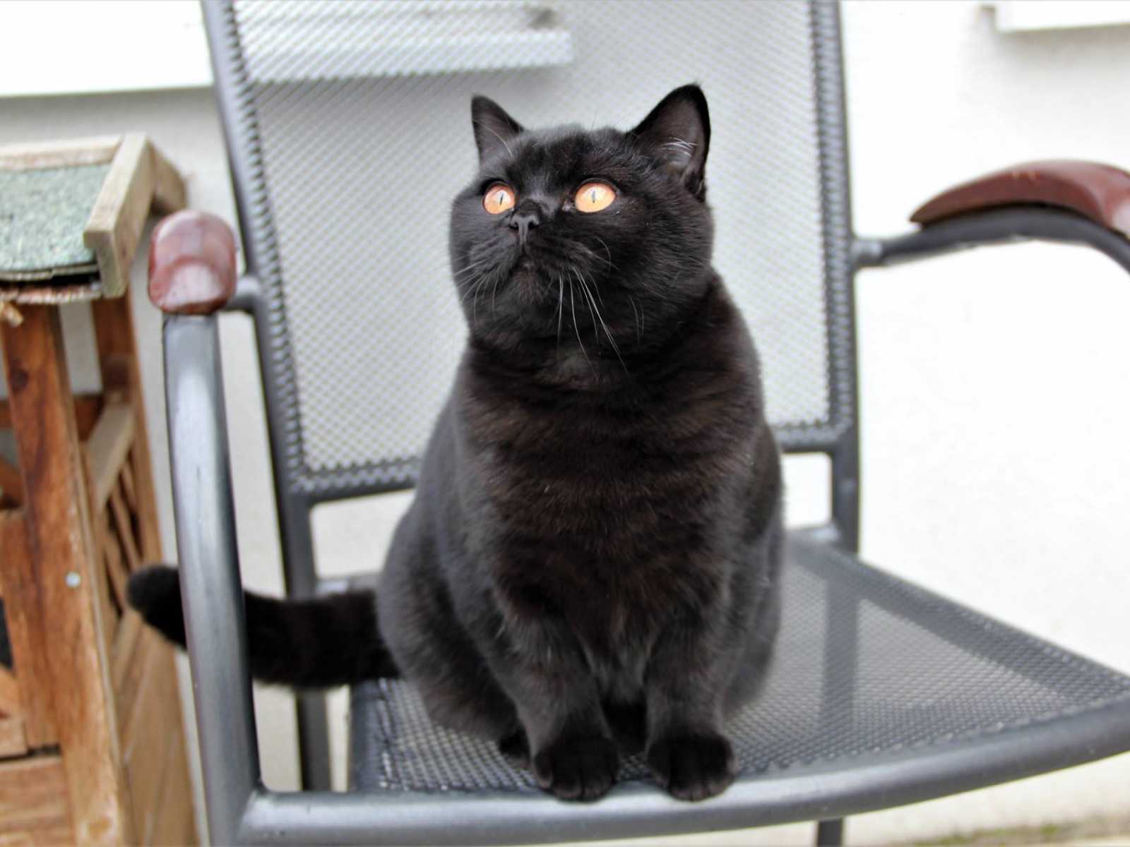 У нас новая британская кошка черного цвета