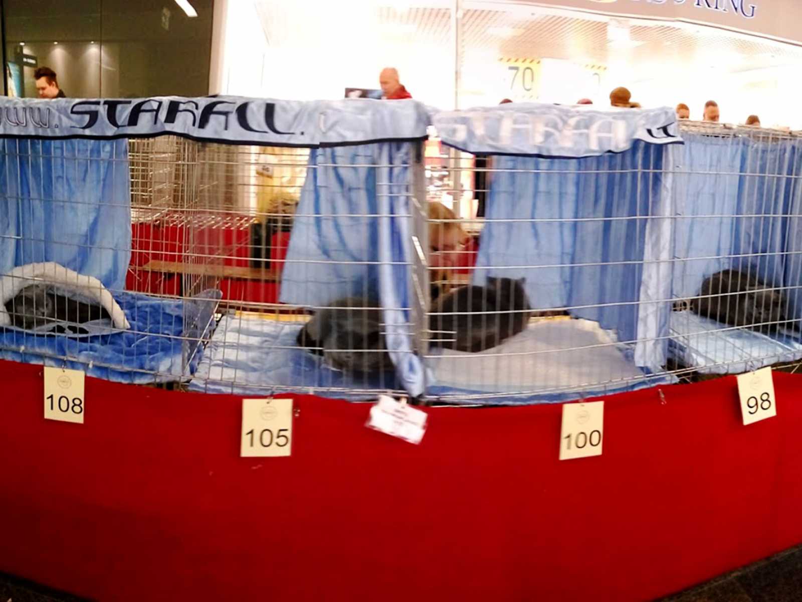 4 кошки на Международной Выставке Кошек - Февраль 2019