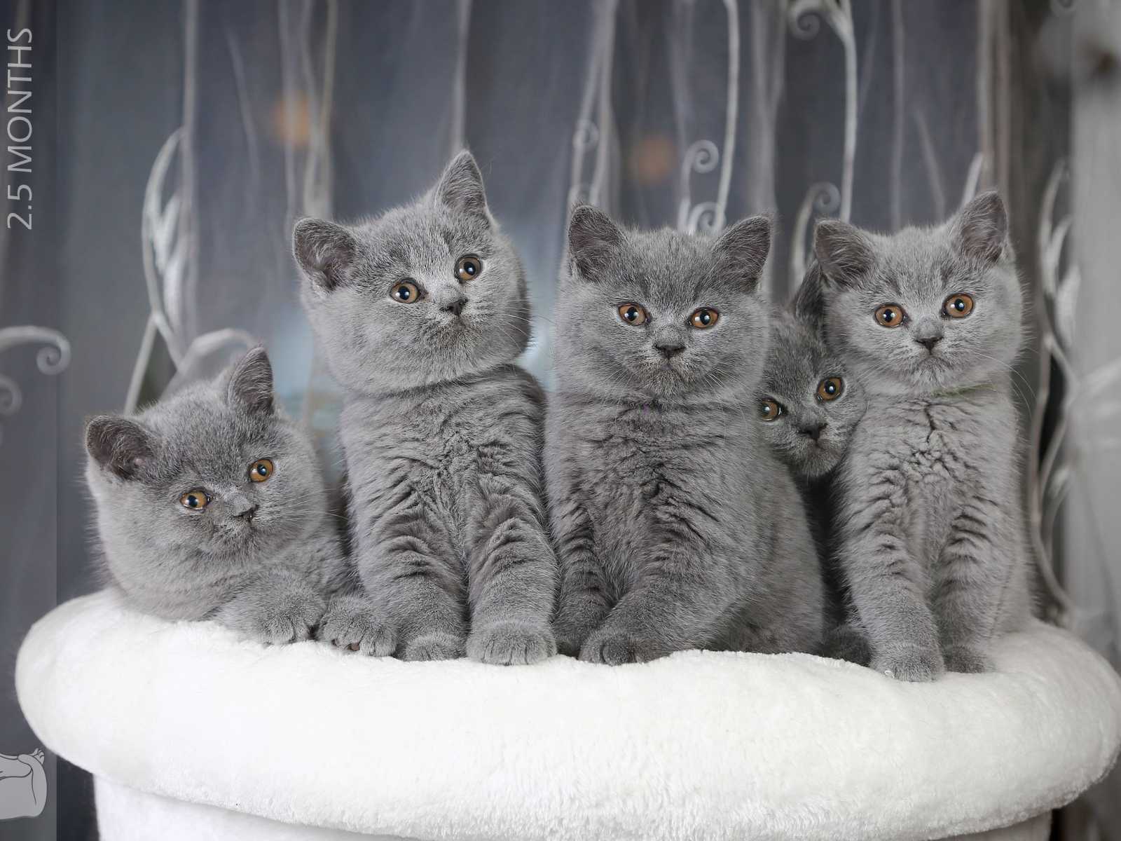 Veislyne gimė 6 mėlyni kačiukai