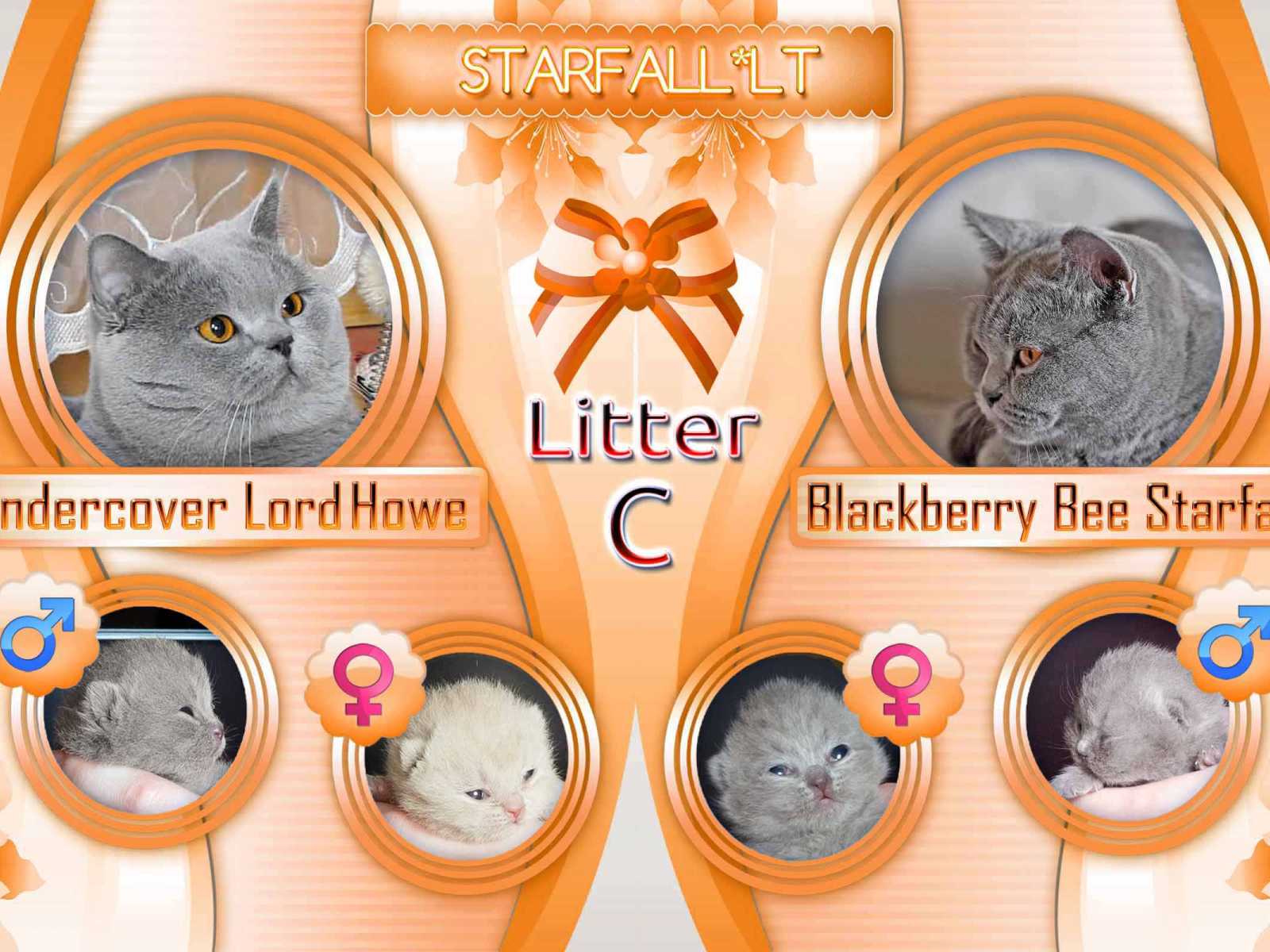 Litter C has been born! Blue and lilac kittens