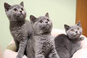 Родились голубые котята